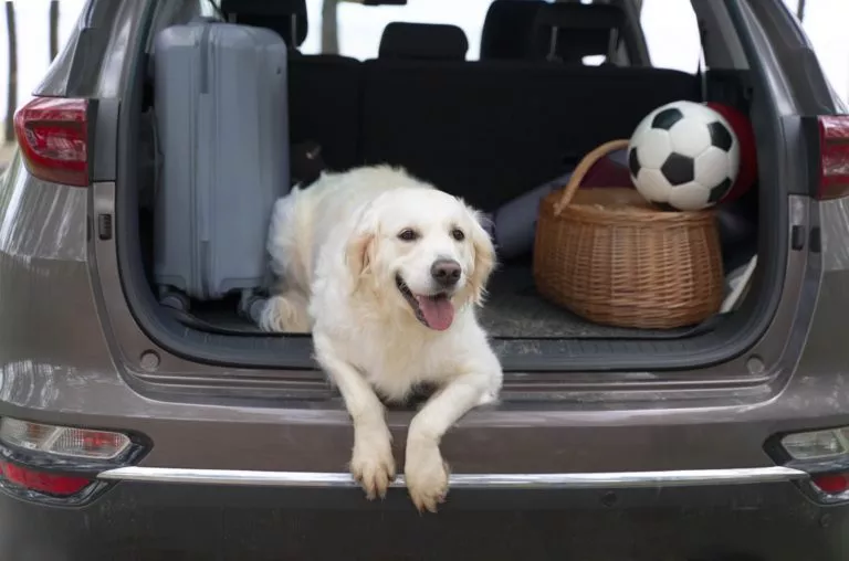 voyage a l'ile maurice avec un chien