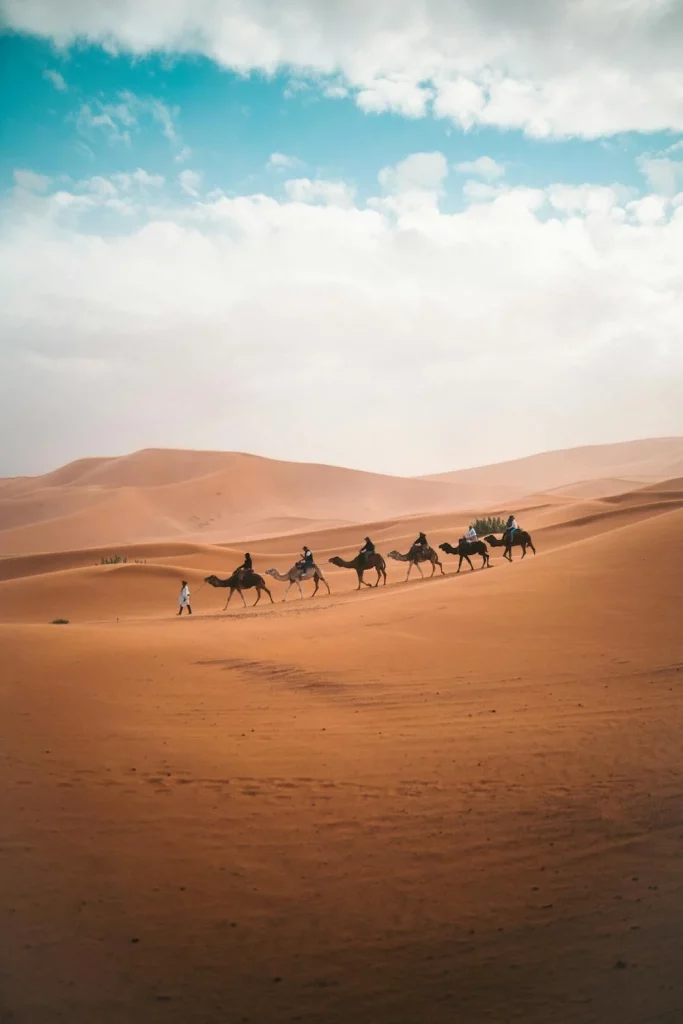 transport animaux vivants maroc